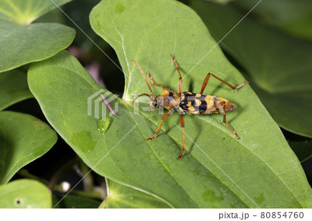 ヨツスジトラカミキリ ヨツスジトラカミキリ 80854760