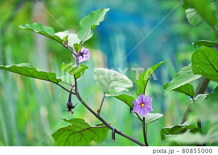 薄紫色のナスの花の写真素材