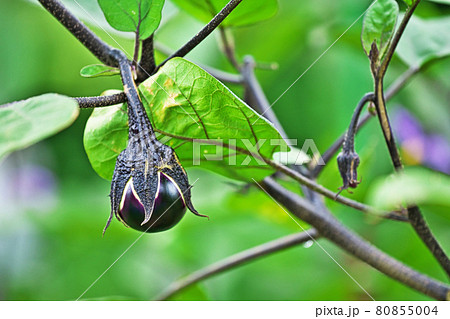 紫色のナスの実 紫色のナスの実 80855004