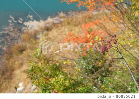 山間にて秋空のもと色づく植物 山間にて秋空のもと色づく植物 80855021