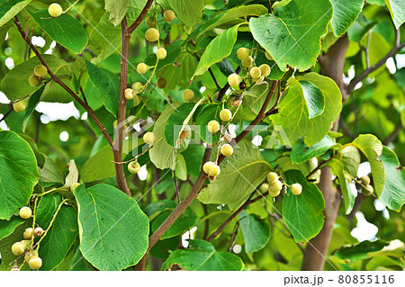 クリーム色のハクウンボクの実 クリーム色のハクウンボクの実 80855116