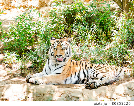 トラ　寝そべりくつろぐ姿 80855226