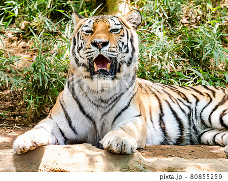 トラ　寝そべりくつろぐ姿 80855259
