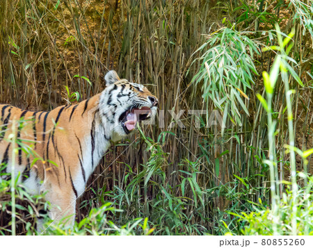 トラ　歩く立ち姿 80855260