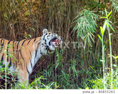 トラ　歩く立ち姿 80855263