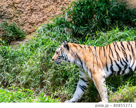 トラ　歩く立ち姿 80855271