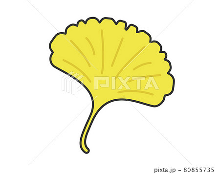 イチョウの葉のイラストのイラスト素材
