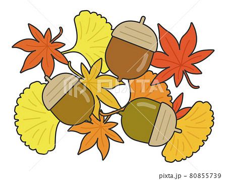 どんぐりと紅葉とイチョウのイラストのイラスト素材