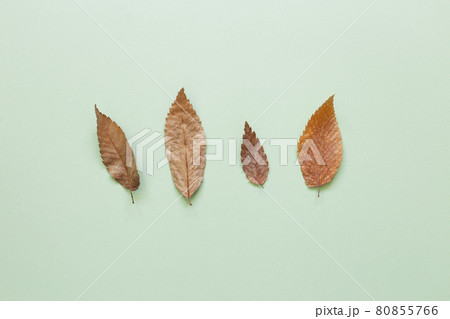 Autumn dry leaves on green background. flat lay, top view, copy space 80855766