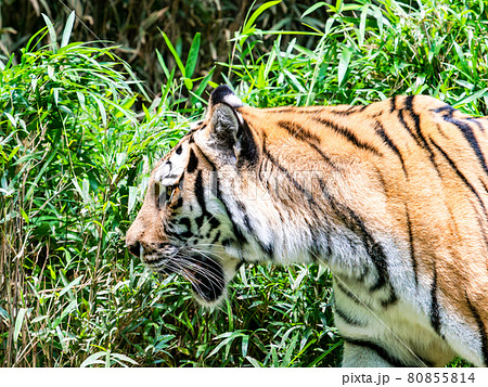 トラ 歩く立ち姿 トラ 歩く立ち姿 80855814