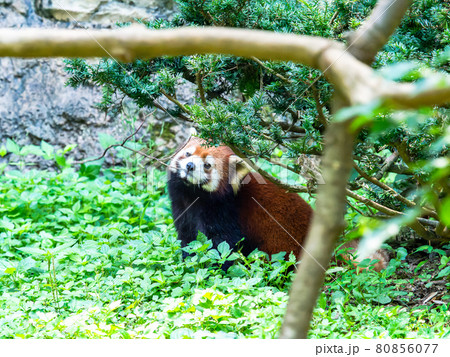 レッサーパンダ　食べる姿 80856077
