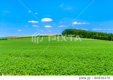 北海道旭川市 就実の丘の夏景色 北海道旭川市 就実の丘の夏景色 80856370