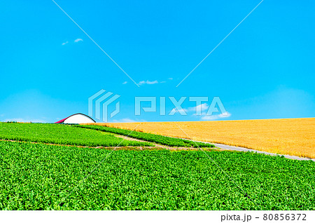 北海道旭川市　就実の丘の夏景色 80856372
