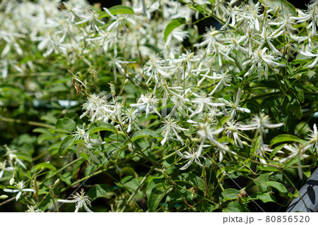 センニンソウ(仙人草、学名:Clematis terniflora DC.) 夏、東京、日本、毒性が センニンソウ(仙人草、学名:Clematis terniflora DC.) 夏、東京、日本、毒性が 80856520