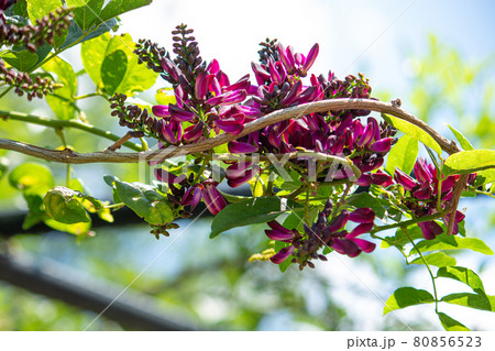 サッコウフジ　別名:ムラサキナツフジ 学名：Millettia reticulata Benth、 80856523