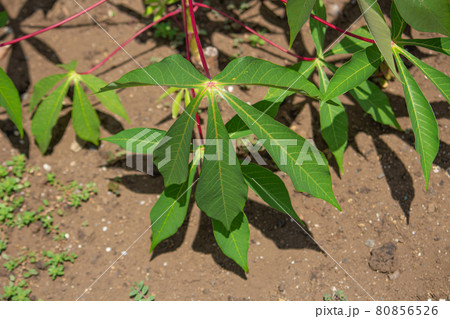 キャッサバ（学名：Manihot esculenta, 英語: cassava）,タピオカの原料 80856526