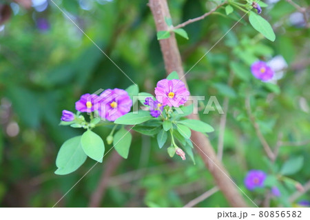 ソラナム・ラソトネッティの花 ソラナム・ラソトネッティの花 80856582