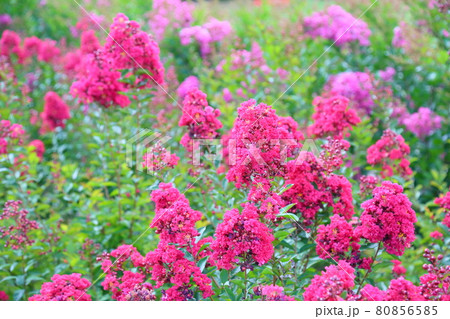 イッサイサルスベリの花 80856585