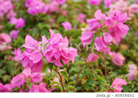 ピンク色の花、花壇、花のじゅうたん、ブーゲンビリア、ブーゲンビレアの花 ピンク色の花、花壇、花のじゅうたん、ブーゲンビリア、ブーゲンビレアの花 80856601