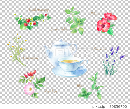 Watercolor illustrations of various tea herbs. Chamomile, rose hips, mint, lavender, hibiscus, etc. 80856700
