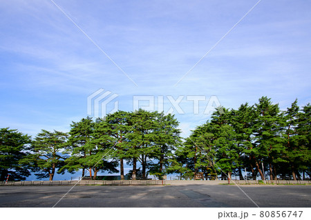 朝日に照らされる田沢湖畔松並木　秋田県 80856747