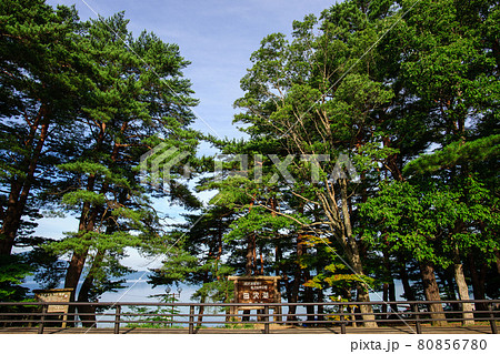 朝の田沢湖畔松並木 秋田県 朝の田沢湖畔松並木 秋田県 80856780