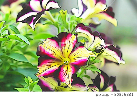 パステル調　”ペチニア ”　イラストイメージ 80856831
