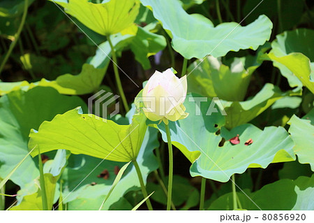 ハスの花 ハスの花 80856920