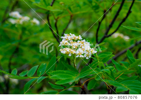 ウラジロナナカマドの花 80857076