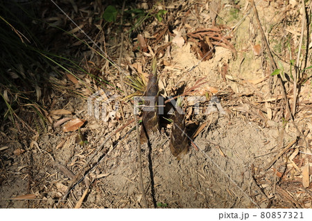 タケノコ タケノコ 80857321