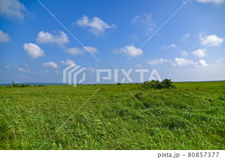 北海道　夏の青空とサロベツ原野 80857377