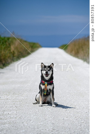 白い道の黒柴 夏の北海道 白い道の黒柴 夏の北海道 80857391