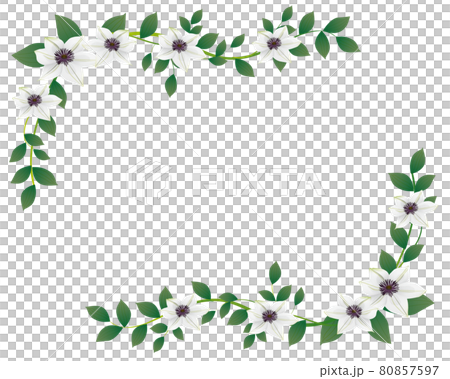 クレマチスの花のイラストフレーム 80857597
