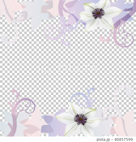 Clematis flower illustration background 80857599