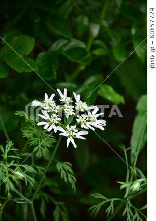 オルレアの花の写真素材