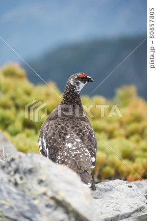 ライチョウの雄 80857805