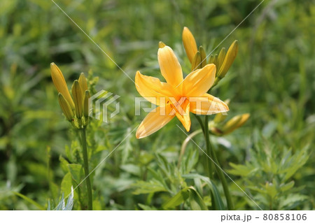 新潟 佐渡 大野亀(満開のトビシマカンゾウ) 新潟 佐渡 大野亀(満開のトビシマカンゾウ) 80858106