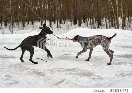 Two dogs play pulling a branch in a winter park Two dogs play pulling a branch in a winter park 80858471