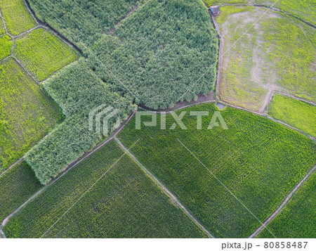 Aerial view field nature agricultural farm background, top view corn field and rice field from above with agricultural parcels of different crops in green colors 80858487