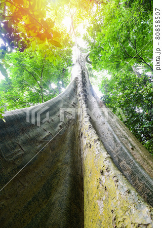 Old tree large Ficus albipila tree on the nature forest, Big tree trunk 80858507