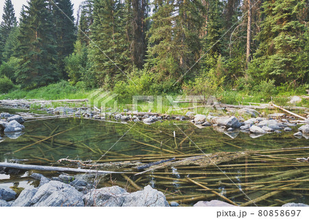 ホースシュー湖の浅瀬に沈む流木　　ジャスパ－　アルバ－タ　カナダ　 80858697