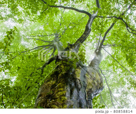 原生林に佇む老樹風景です。中央の幹部分に白のテキスト配置できます。 80858814
