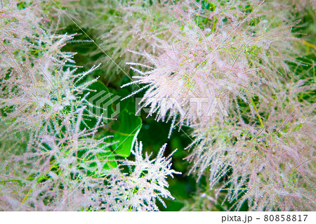 ハーブの草原にて　片隅に可憐に咲いています。 80858817