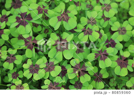 モンカタバミ モンカタバミ 80859360