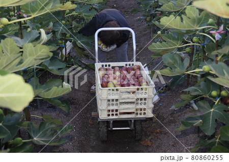 イチジク収穫 イチジク収穫 80860255