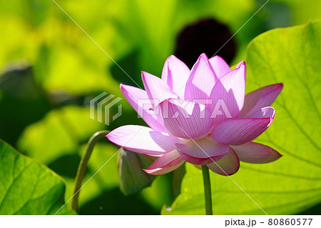 蓮池 80860577