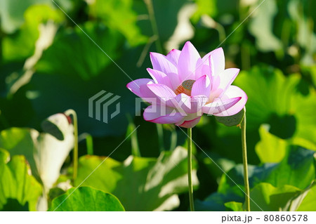 蓮池 80860578