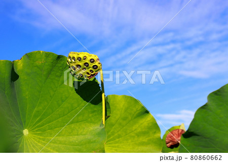 蓮の実 蓮の実 80860662