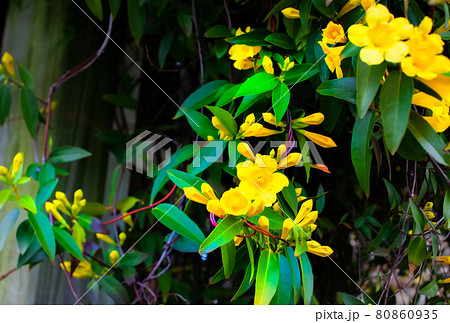 カロライナ・ジャスミン　黄-4　 80860935