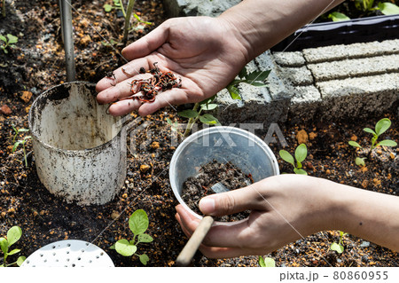 Hand feeding red wrigglers earthworms into worm tower for vermicomposting Hand feeding red wrigglers earthworms into worm tower for vermicomposting 80860955